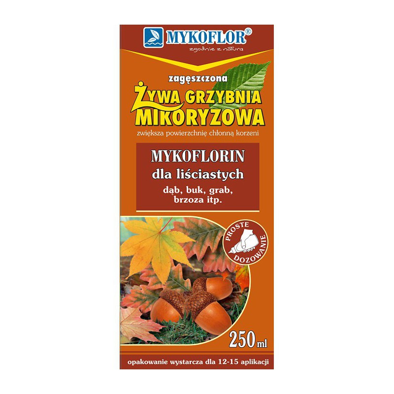 ŻYWA GRZYBNIA MIKORYZOWA GRZYBY LEŚNE - LIŚCIASTE