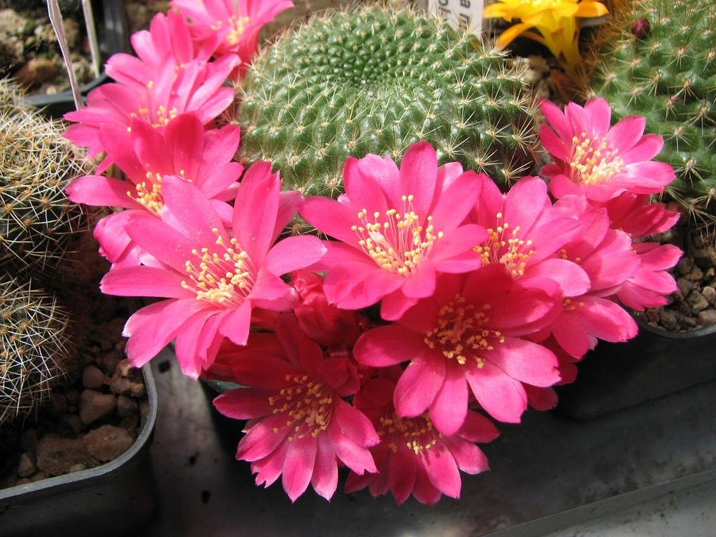 Kaktusy Rebutia minuscula v. violaciflora