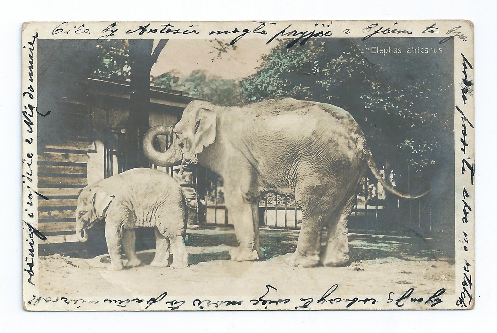 Pocztówka Warszawskie ZOO 1907 - słonie