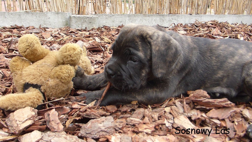 cane corso- piekna suczka