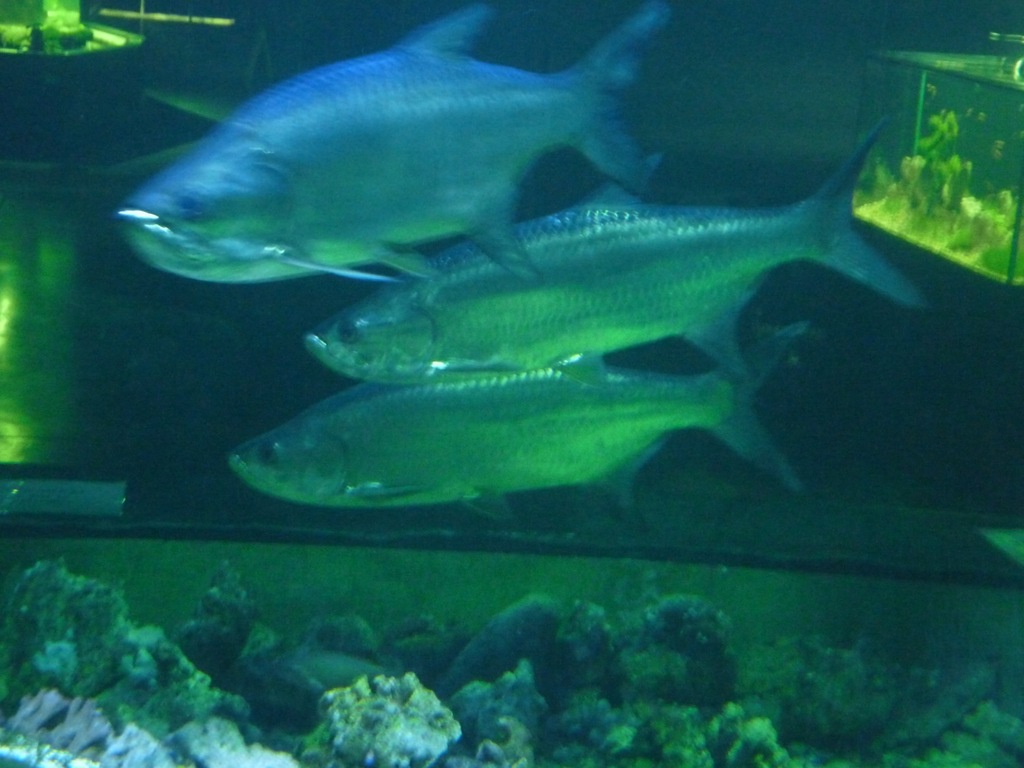 Morskie Tarpon Atlantycki ok.90cm Jedyne w Polsce
