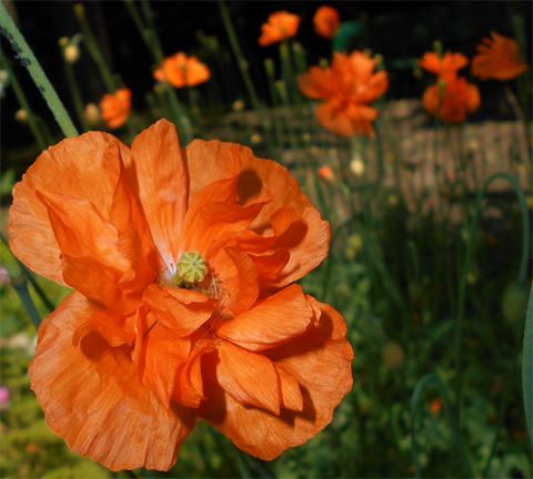 MAK ATLANTYCKI FLORE PLENO - HISZPAŃSKI MAK
