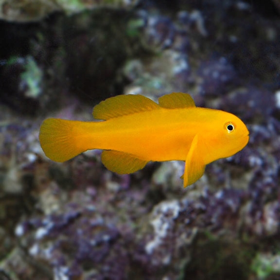 Akwarium morskie - Gobiodon okinawae
