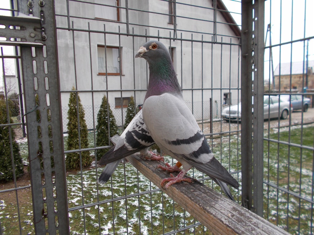 GOŁĘBIE ROZPŁODOWE OKAZJA !!