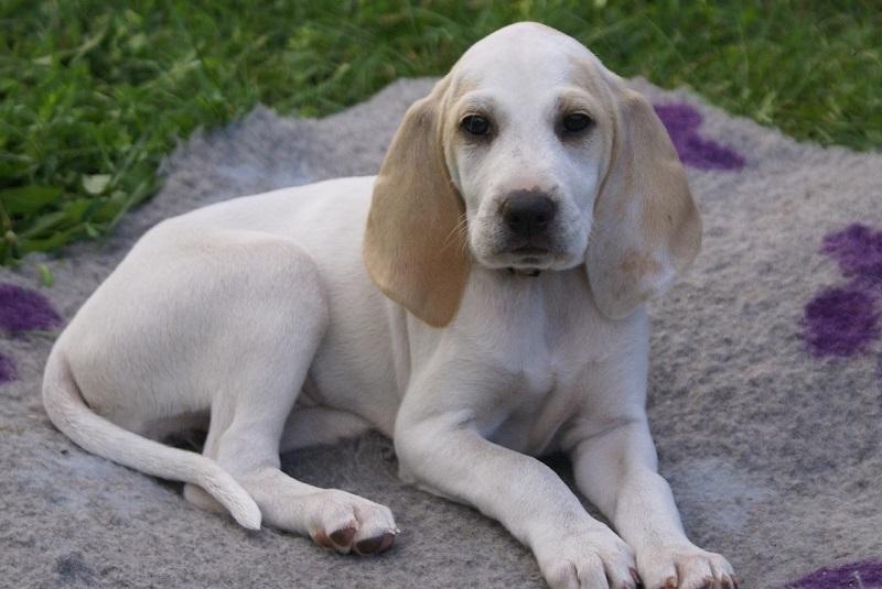 PORCELAINE, posokowiec bawarski, gończy, beagle,