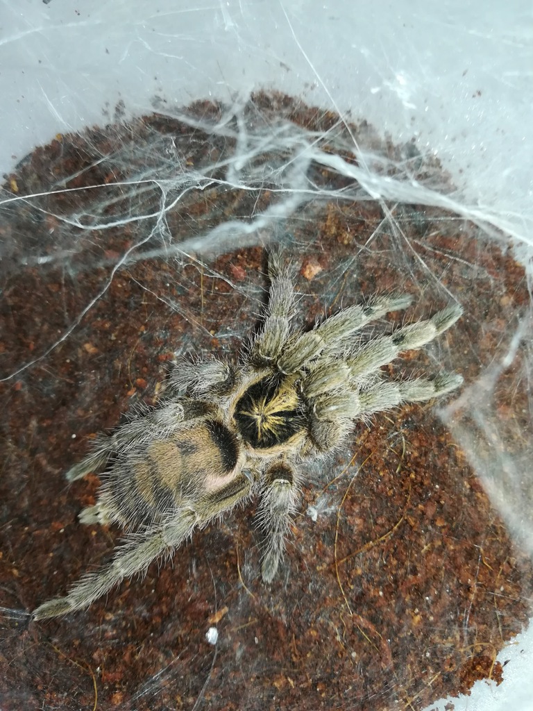 Neoholothele incei het. gold SAMICA