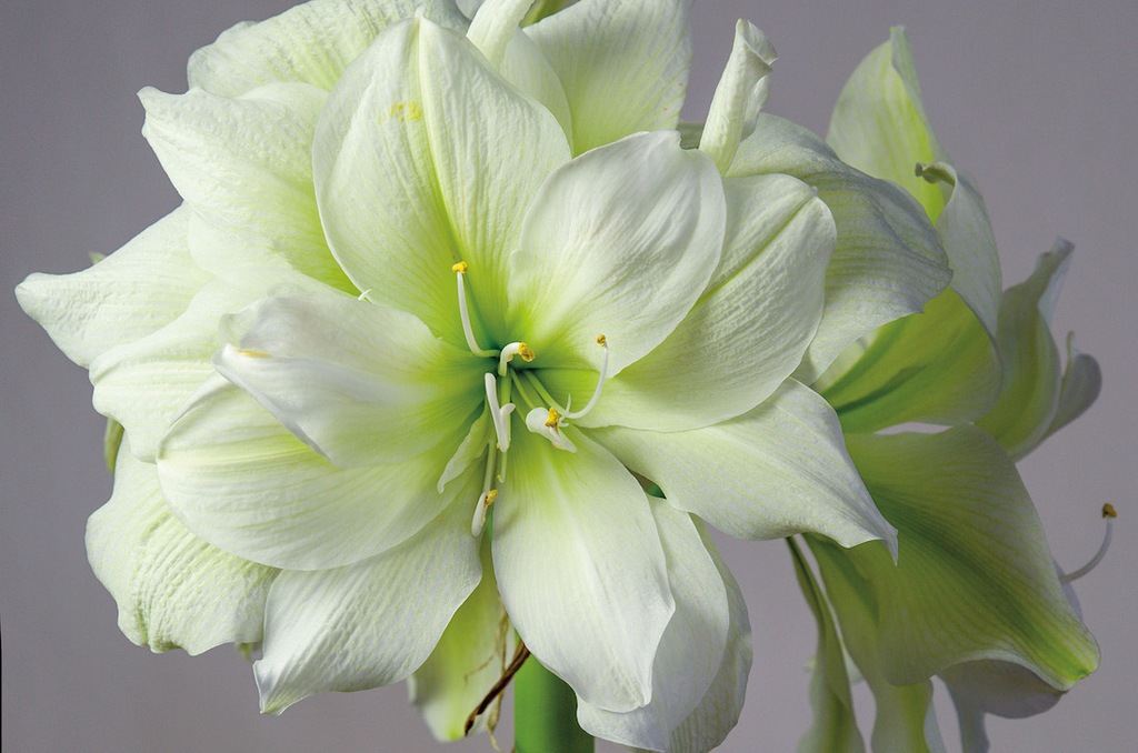 AMARYLIS  HIPPEASTRUM MARILYN CEBULA 22/24