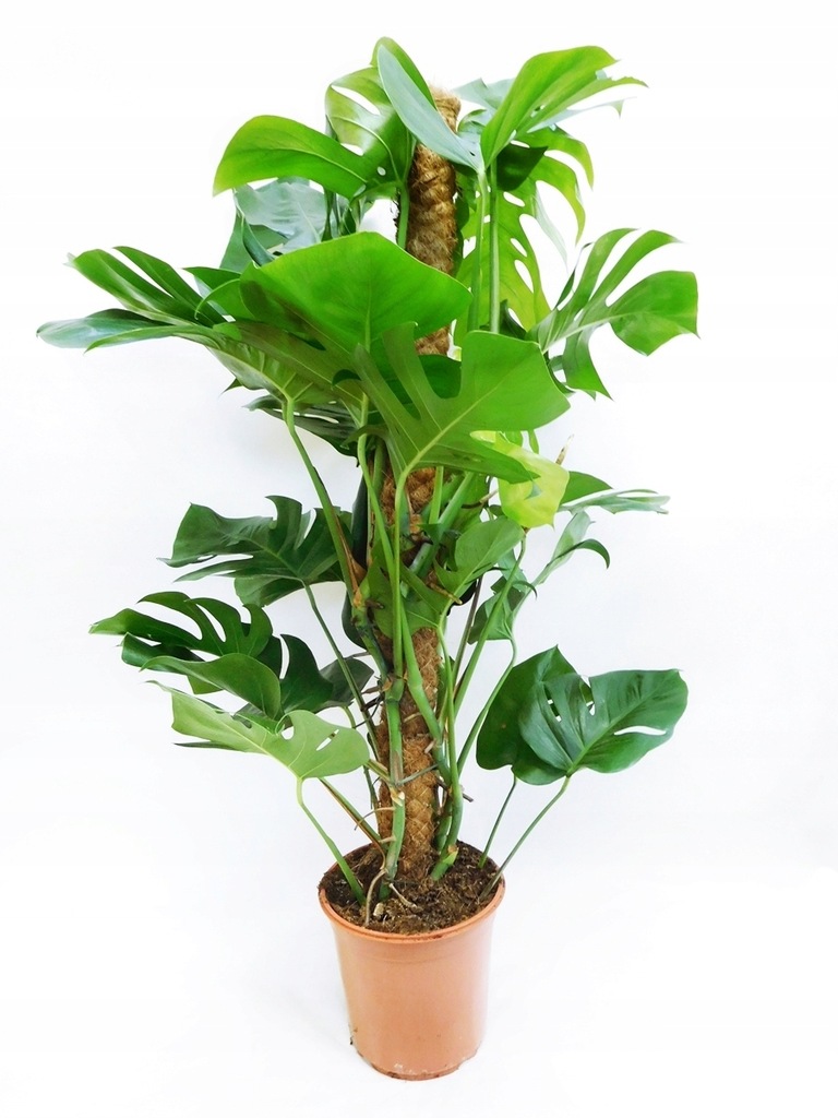 FILODENDRON MONSTERA NA PALIKU KOKOSOWYM 120cm
