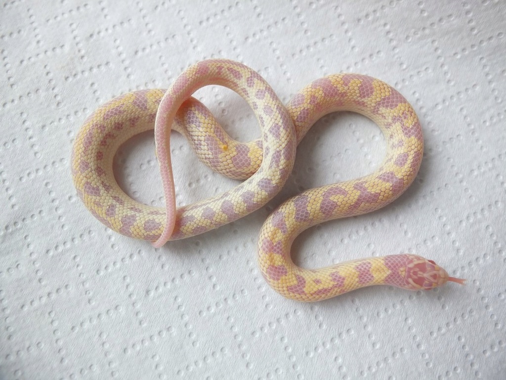 Lampropeltis californiae ALBINO ABERRANT