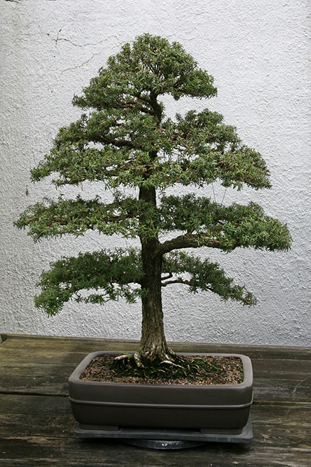 DRZEWKO BONSAI ŚWIERK czerwony - na początek !