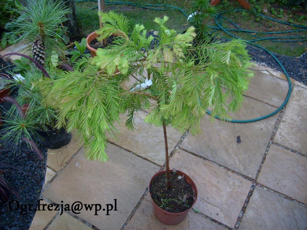 Metasequoia 'Matthaei' - Metasekwoja PIENNA !