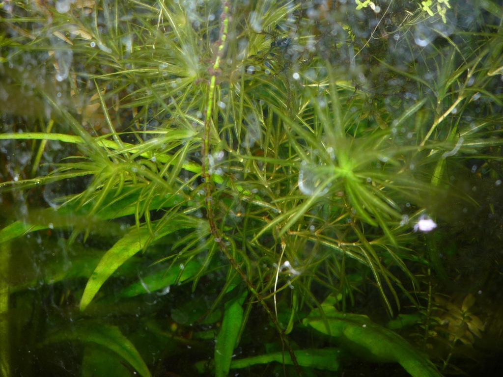 Najas graminea-Jezierza trawiasta x 5 szt.(kpl)