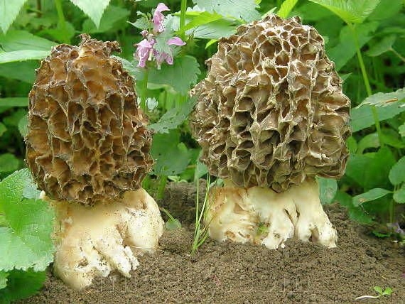 Smardz grubonogi - Micelium, Grzybnia 500g!