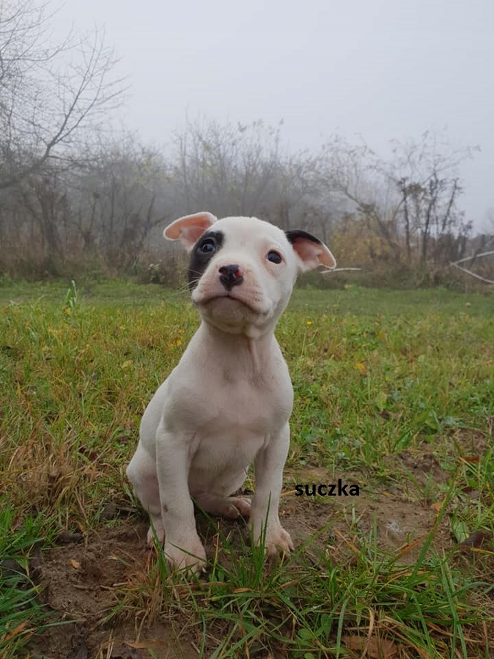 XXL American Staffordshire Terrier Amstaffy Amstaf
