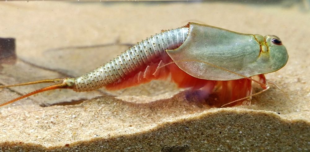 Przekopnica australijska triops przekopnice GRATIS