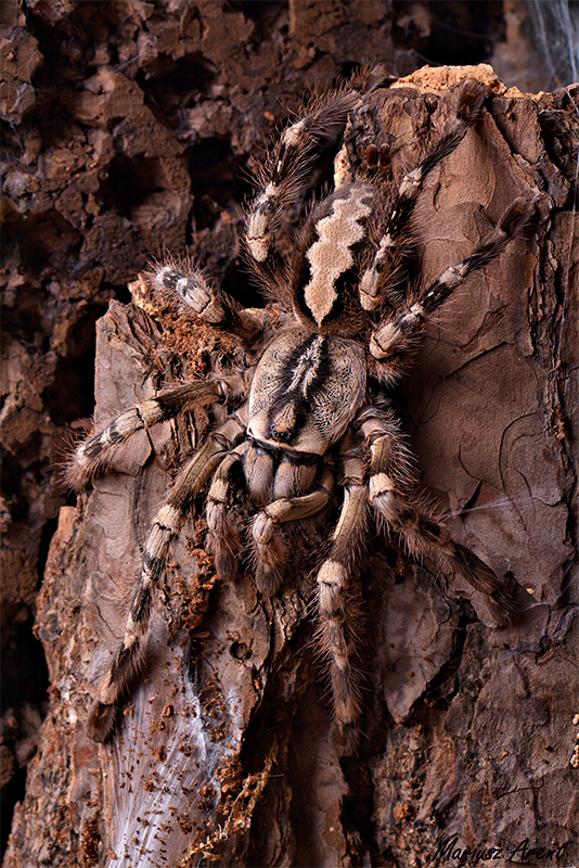 Arent - Poecilotheria vittata L3 + GRATIS
