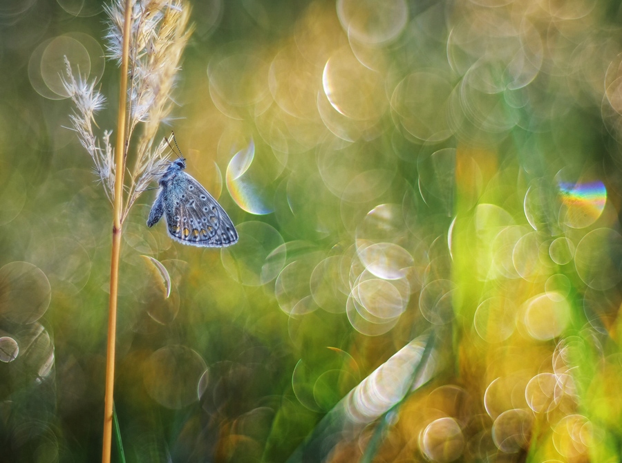 Carenar 55 f1.8, igła, tło jak Trioplan 100