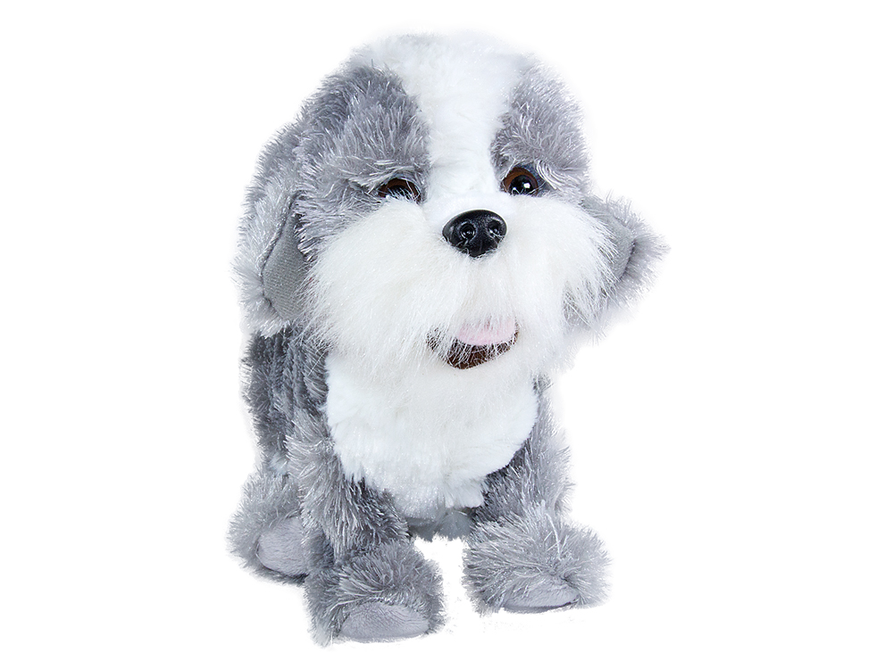 Mądry PIESEK FIGO Shih Tzu REAGUJE NA KOMENDY