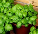 Green Basil Toraf 1 г однолетних семян зеленого базилика