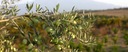 Extra panenský olivový olej talianska Sicília I nefiltrovaný zber TRIONFO 3L EAN (GTIN) 8001921970047