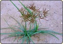 20 x Cyperus rotundus - CYPERUS 'SEA URCHIN' EAN (GTIN) 8698543136212