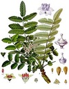 MEDICA BOSWELLIA SERRATA kadidlo AKBA RZS KĹBY šľachy silné kosti EAN (GTIN) 702750392816