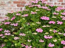 Гортензия садовая TAUBE Красивые розовые пластинки