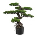 Bonsai Drzewko w Doniczce - Niska cena na