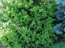 BOXwood - медоносная изгородь, терраса, март-май.