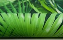 TAPETY v palmových listoch tropické podnebie džungle Kód výrobcu 4214431
