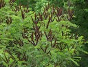 MEDONOSNÁ AMORFA OBYČAJNÁ - KRÍKOVÁ - 100 NÁS Odroda Amorfa zwyczajna – krzewiasta (Amorpha fruticosa)