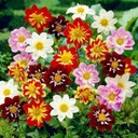 DAHLIA TRPASLIČIA MINIATÚRA 0,5 GR SEMIEN Druh rastliny georgíny