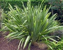 ЛЕН НОВОЗЕЛАНДСКИЙ – СЛАДКИЙ (PHORMIUM TENAX) - 5 СЕМЯН