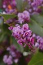 AUSTRÁLSKA WISTERIA DIVOKÁ WISTERIA RUŽOVÁ 5 NÁS Štýl japonská záhrada moderná záhrada skalka stredomorská záhrada vidiecka záhrada