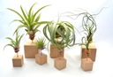 TILLANDSIA, POPLATKY X 11 KS, NA ŠTART ! airplant Druh rastliny Iný