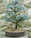 CÉDER ATLASKI - CÉDER ATLANTICA NA BONSAI 3 SEMENÁ Odroda Cedr atlaski (Cedrus atlantica)