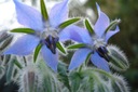 БОРАГО ОФИЦИНАЛИС (BORAGO OFFICINALIS) 50 СЕМЯН