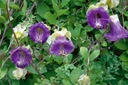 KOBEA POPÍNAVÁ FIALOVÁ (COBAEA SCANDENS) 6 SEMIEN Druh rastliny Iný