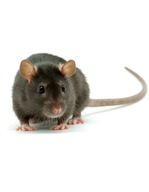 Ziarno na myszy i szczury Arox 100g
