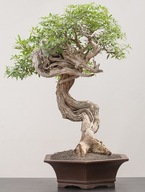 1000 semien NA BONSAI LAGERSTROEMIA INDICA MIX FARIEB - SEMENÁ 20 kusov