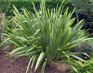 NOVOZÉLANDSKÝ ĽAN – TUČNIAK SILNÝ (PHORMIUM TENAX) - 5 SEMIEN