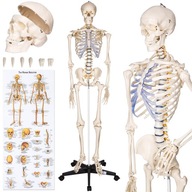 Anatomický model ľudskej kostry 180 cm