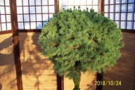 Świerk kulisty OLX karłowy szczepiony pienny inny