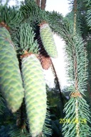 Świerk wężowy lisi fastigiata wąski pienny 16 letni okaz szczepiony inny