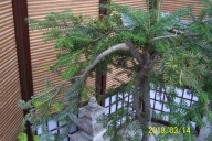 Jodła koreańska szczepiona okaz 16 letni duża pendula zwisająca