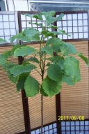 Magnolia CLK szczepiona czerwona kulista pienna inna