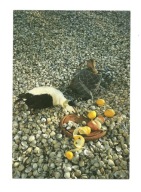 Pocztówka - Kaczki na plaży usłanej muszlami