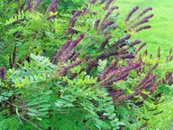 AMORFA, INDYGOWIEC- miododajny krzew,fioletowe, VI