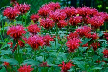 MONARDA FRENTED ПЕРСОНАЛЬНЫЙ РАСТИТЕЛЬНЫЙ МИКС