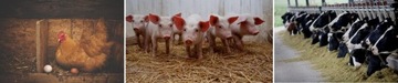 Пробиотик для КРС и птицы Эми 1 л